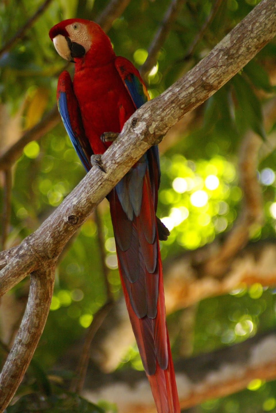 Visit the local Scarlet Macaw sanctuary or spot them as they fly around!