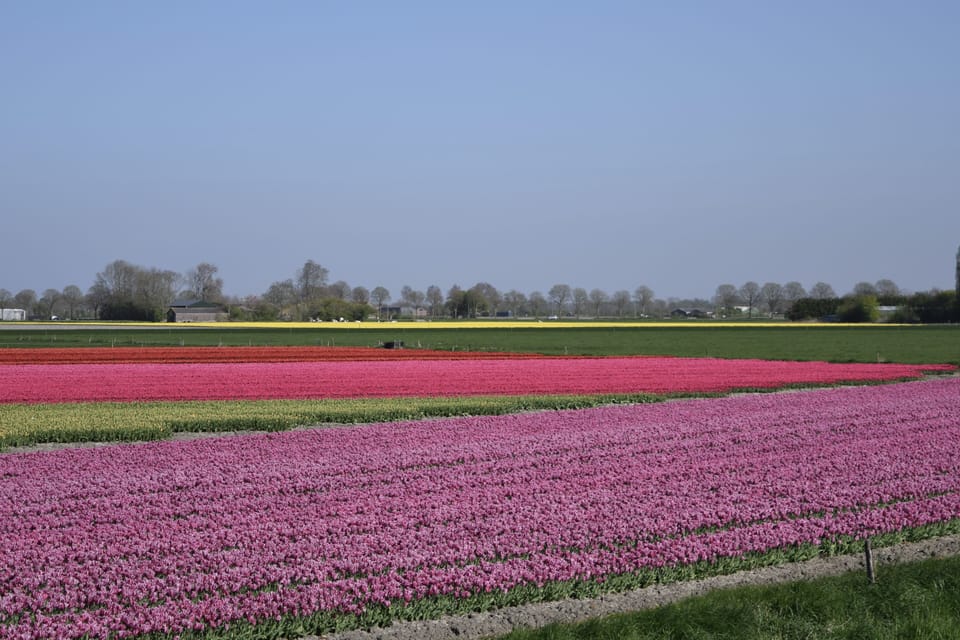 Tulp fields closeby in April and May.