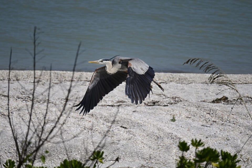 Wildlife