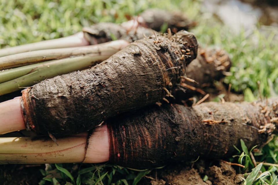 Kalo (taro) corm ... Credit: HTA / Heather Goodman