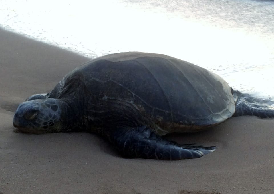 Hale Kai # 213 - Honu (Sea Turtle) taking rest on adjoining beach at Sunset