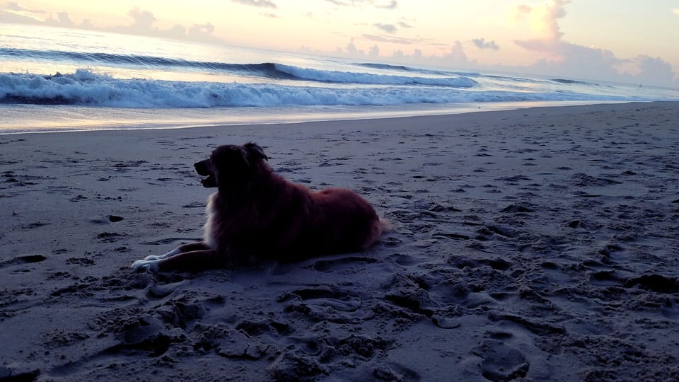 Dog-friendly cottage and beach!