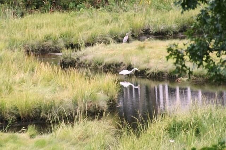 View from decks - beautiful birds!!