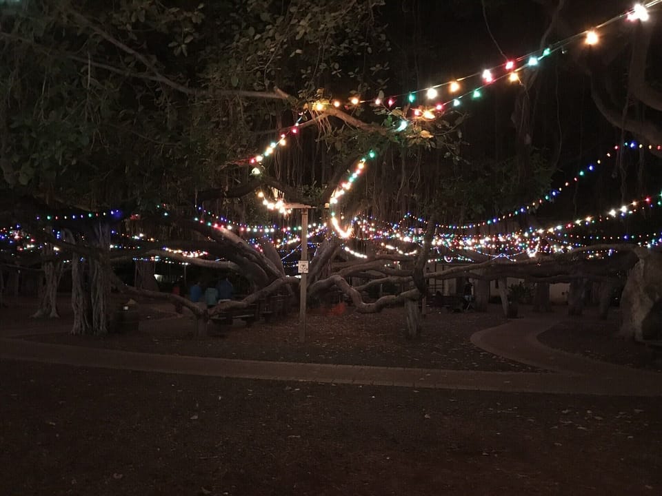 Banyan tree in Lahaina