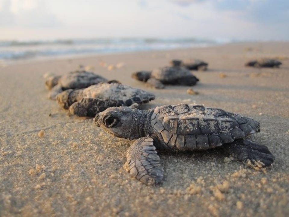 Baby sea turtles make their journey to the ocean on this pristine beach.