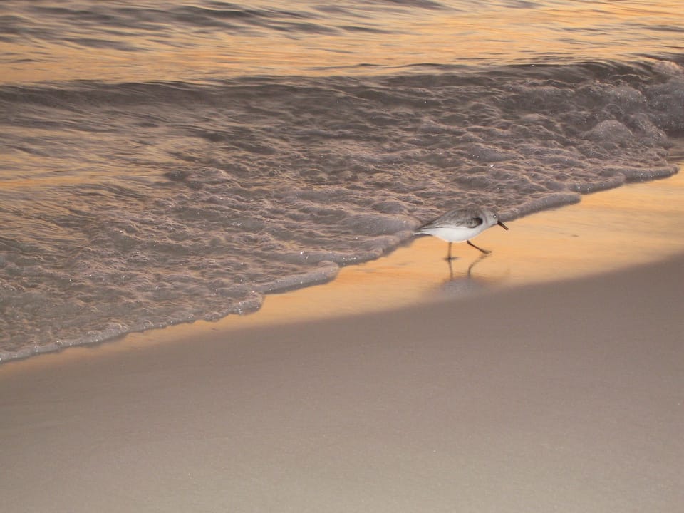 Chase The Waves With Sandpipers