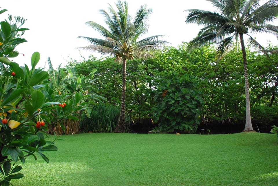 A view of the beautiful backyard.