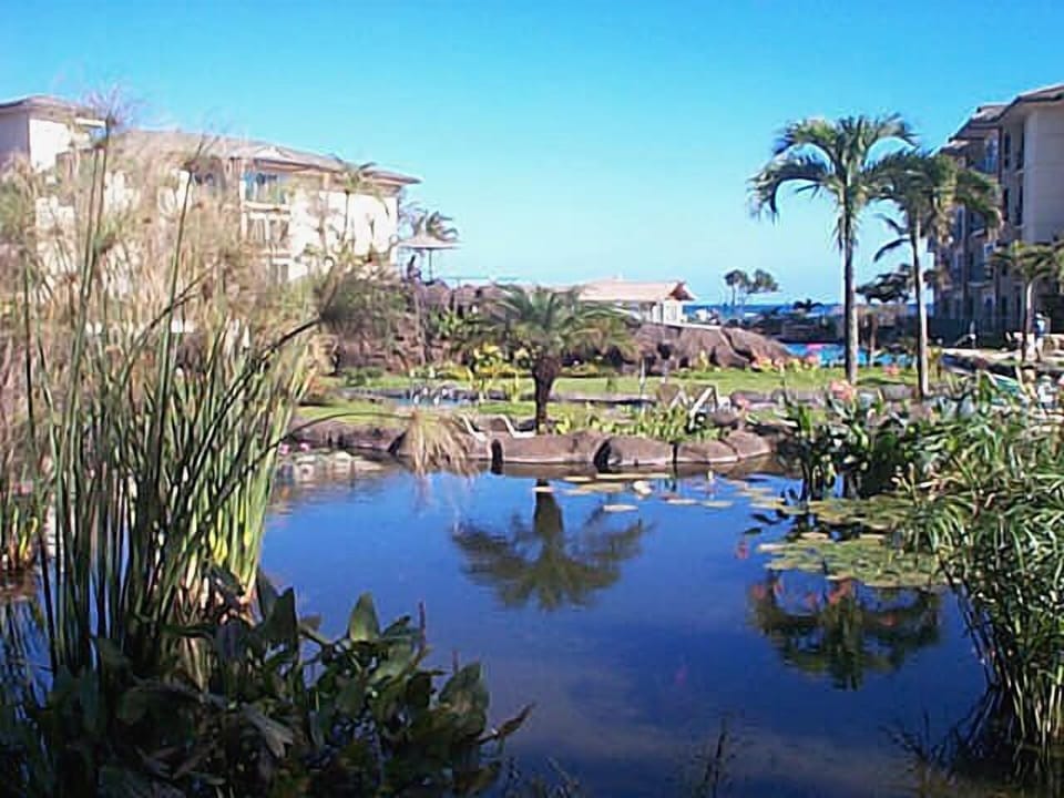Pond