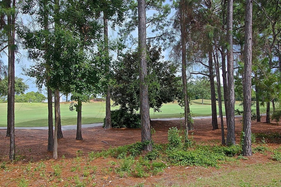 View from Back Porch