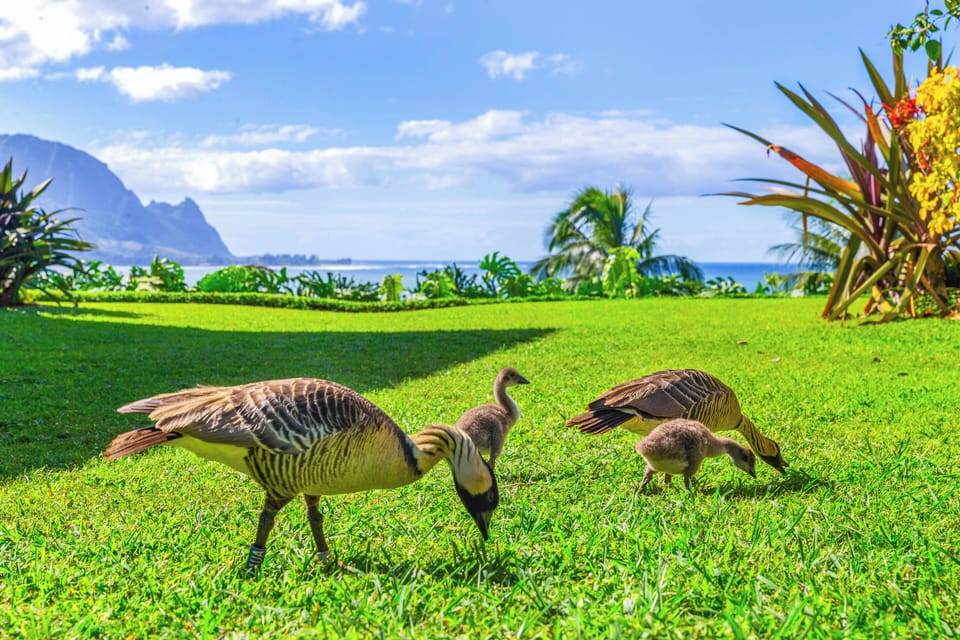 Pali Ke Kua's Hawaiian Nene family
