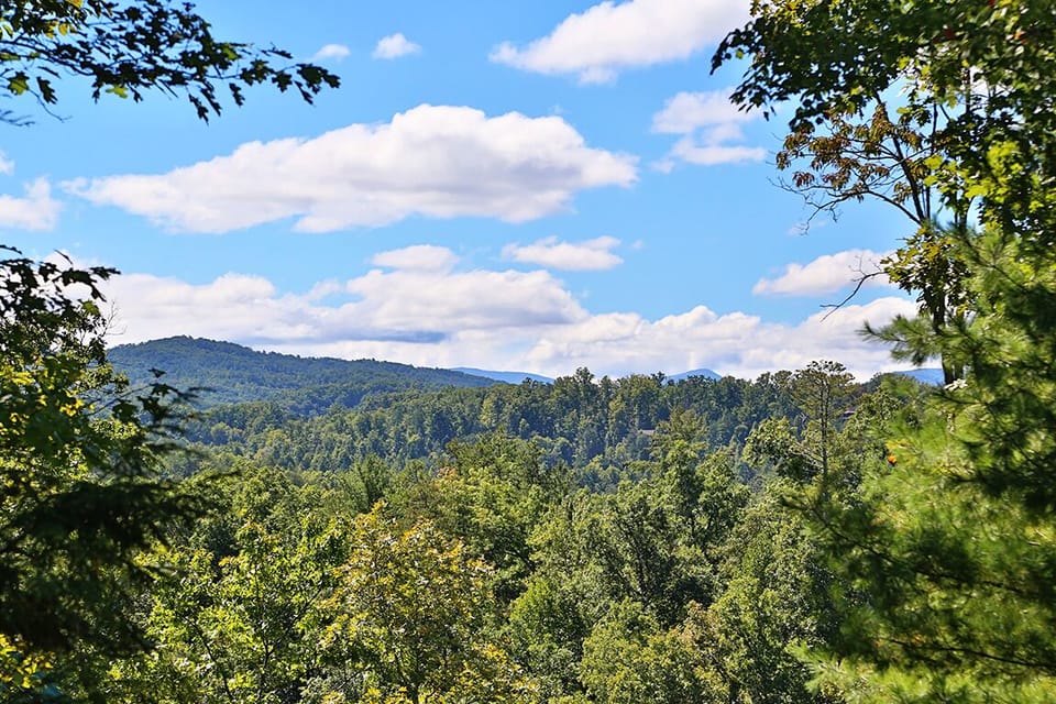 Dare To Bear #238- View from the Cabin