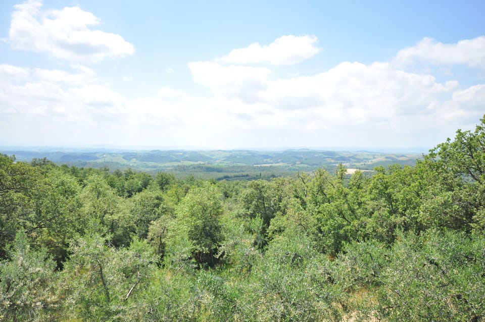 Vegetation, Shrubland, Natural Environment, Nature Reserve, Plant Community, Wilderness, Tree, Biome, Sky, Tropical And Subtropical Coniferous Forests