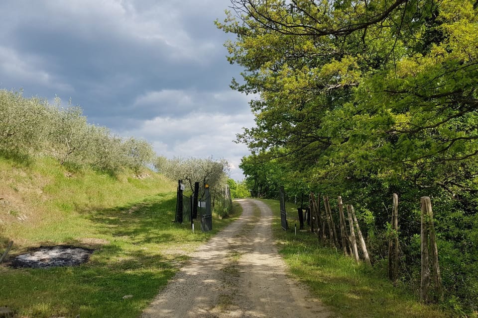 Plant, Sky, Cloud, Natural Landscape, Vegetation, Grass, Road Surface, Tree, Thoroughfare, Grassland