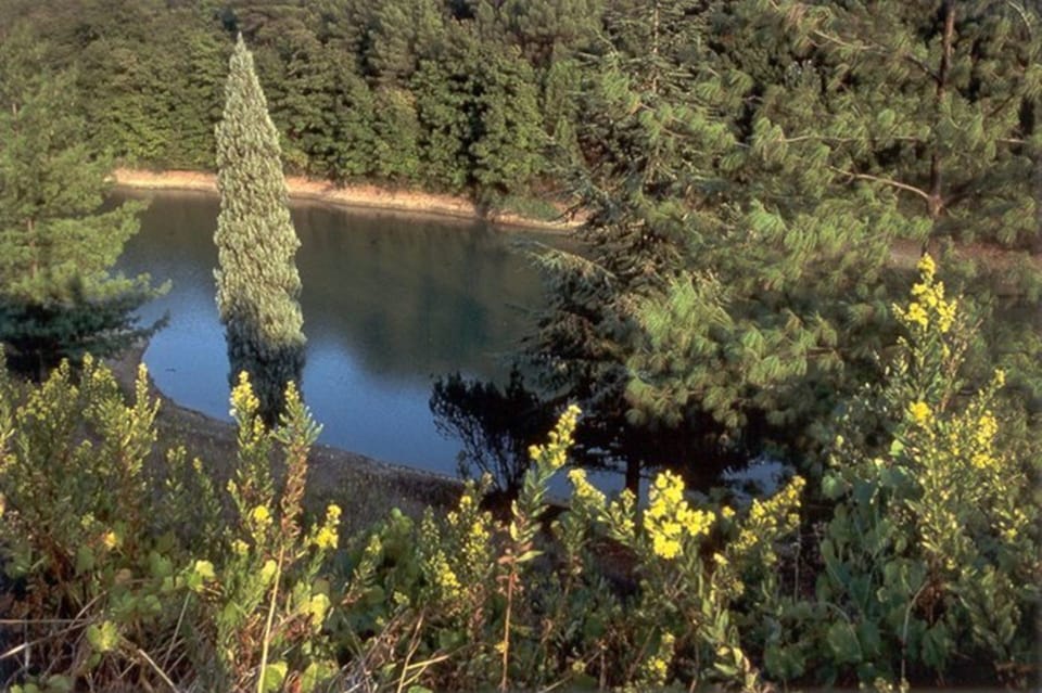 Scenic View