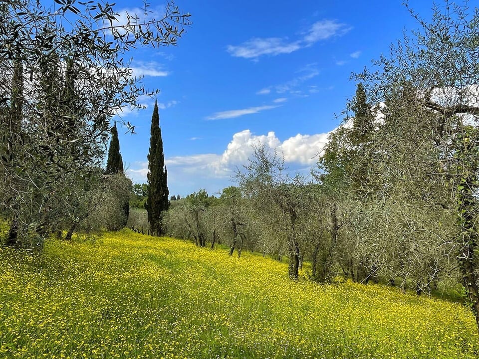 Green, Yellow, Natural Environment, Vegetation, Grassland, Plant Community, Meadow, Spring, Groundcover, Field