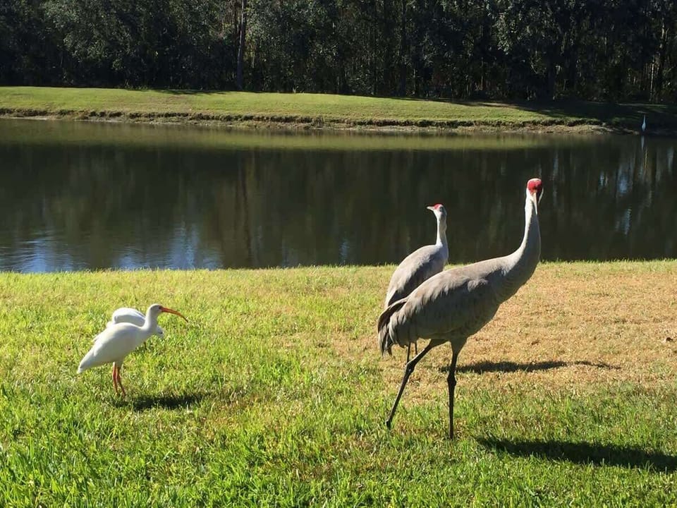 5-Bedroom-Orlando-Vacation-Home-Cumbrian-Lakes-Kissimmee-Florida-near-Disney