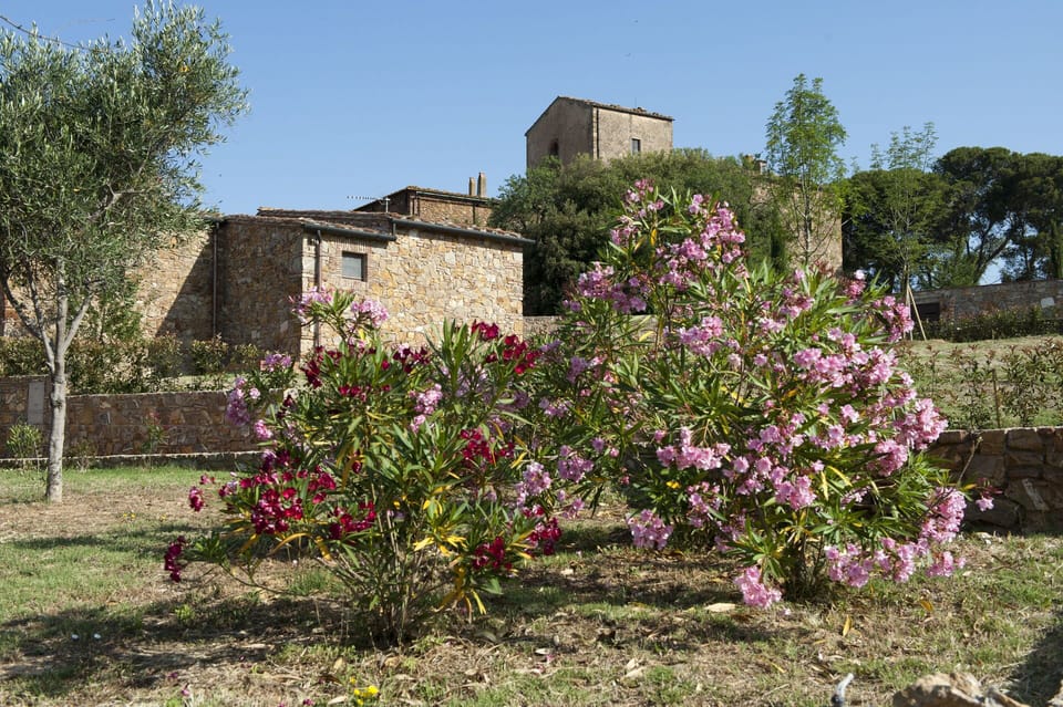 Flower, Plant, Tree, Spring, Shrub, Rural Area, Flowering Plant, Architecture, House, Plant Community