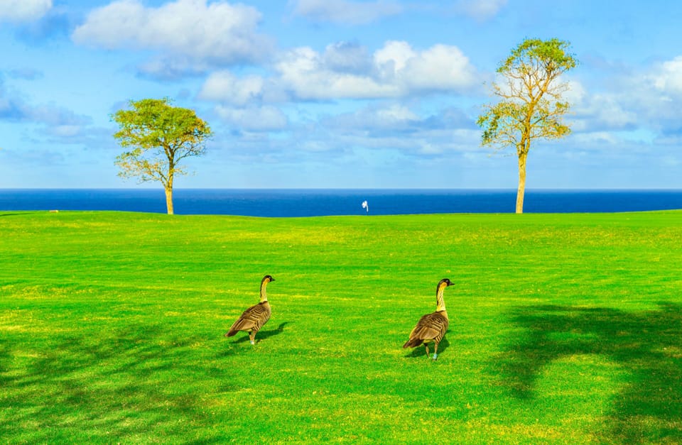 This is why we call the condo Hale Nene the Hawaiian Geese (Hawaii state bird)  love to stroll by
