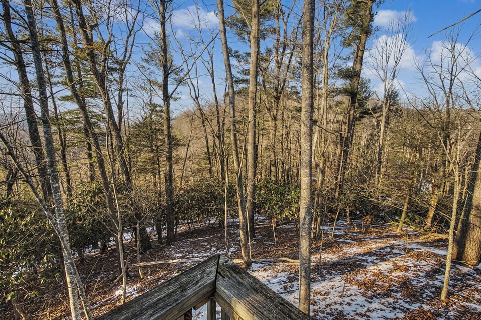 Winter woodland scene with snow-covered forest floor and bare deciduous trees creating a peaceful natural setting.