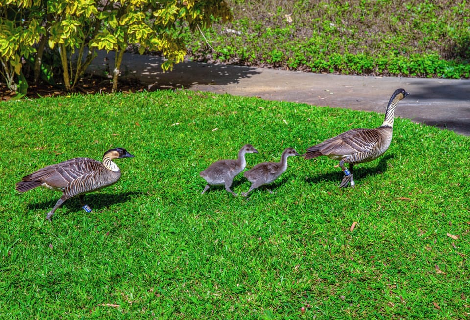 Nene family taking a stroll on the Pali Ke Kua grounds