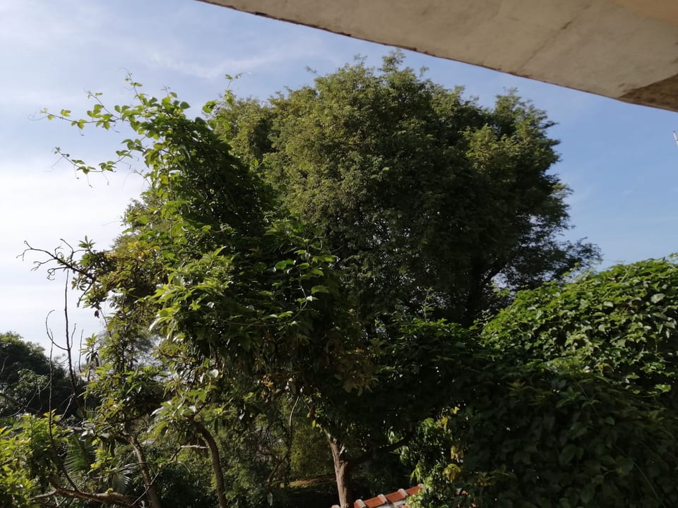 Garden view