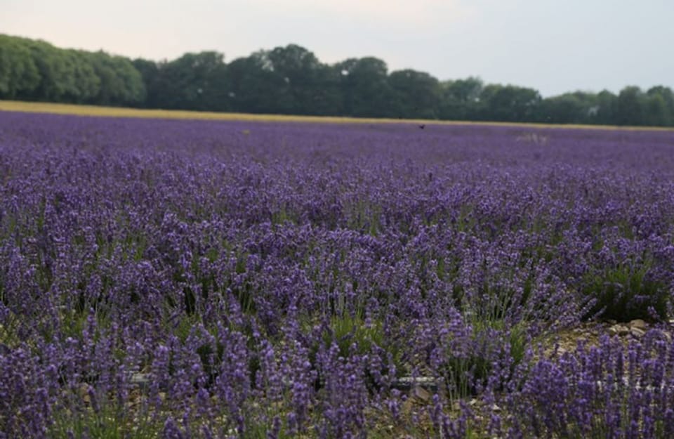 Nearby lavender fields