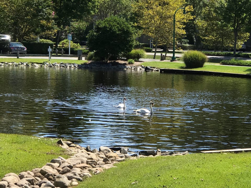 Swans in the Swan Pond!