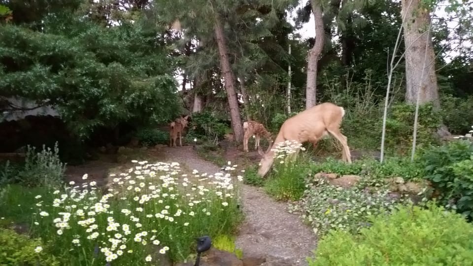 Deer enjoying the "Stairway to Heaven" leading from the private Cottage patio.