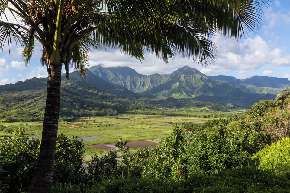Hanalei Taro Patches ... Credit: HTA / Tor Johnson