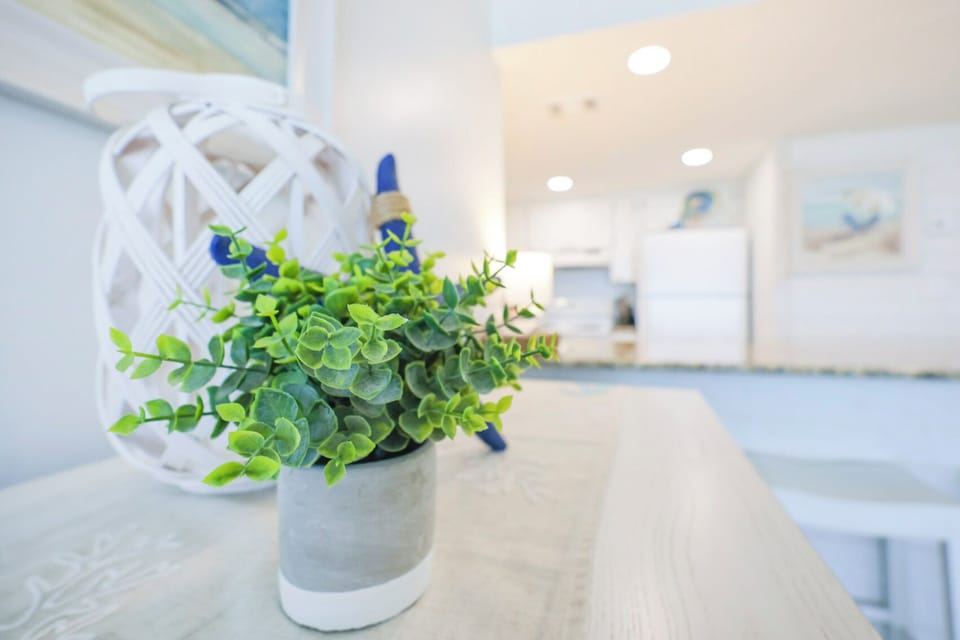A vibrant green plant adds a touch of nature to this bright kitchen, featuring white cabinetry and a welcoming atmosphere