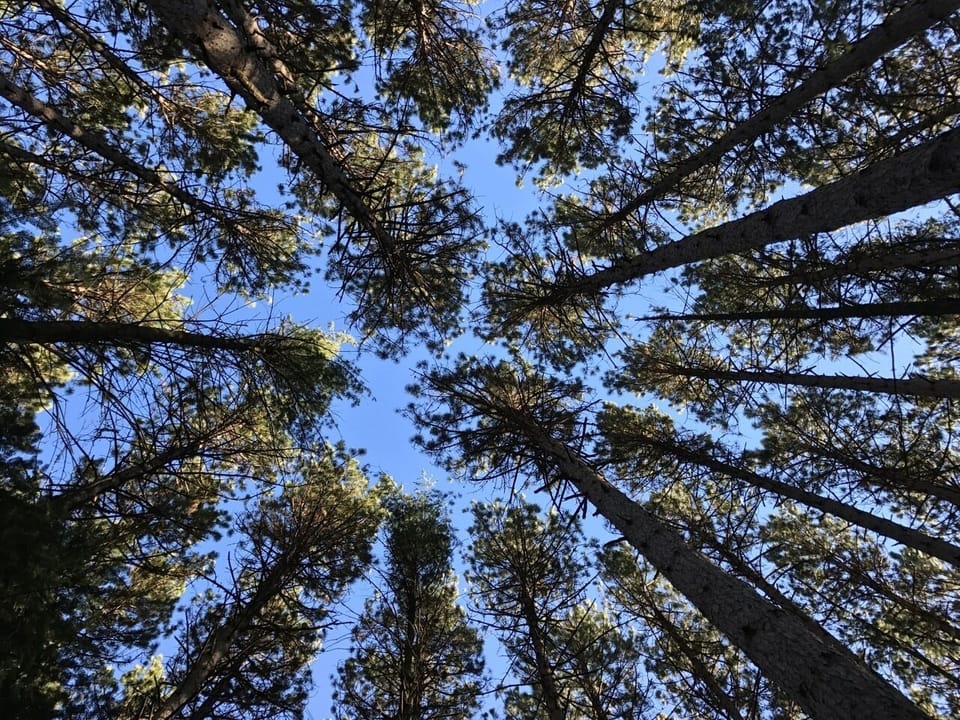 Lakefront Cabin #7 The Northern Pike House (330)