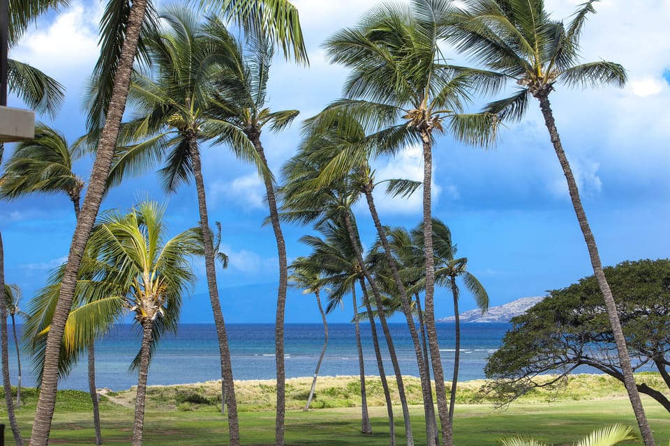 Tropical paradise setting with swaying palm trees framing pristine ocean waters and a distant island on the horizon, surrounded by lush coastal grounds.