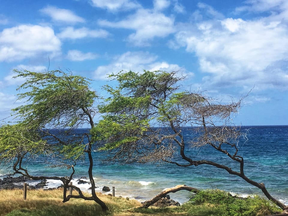Stunning coastal scenery with wind-sculpted trees framing turquoise waters and bright blue skies—a beautiful glimpse of the natural landscape surrounding the property.