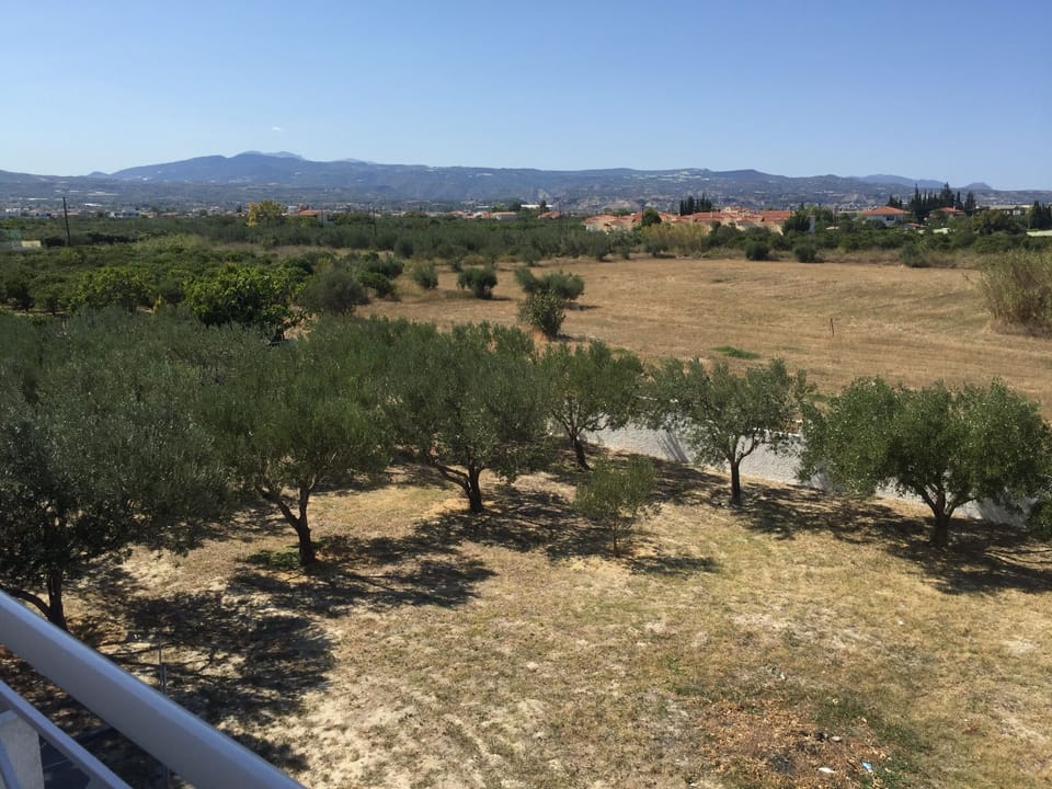 Our Olive trees in the back.