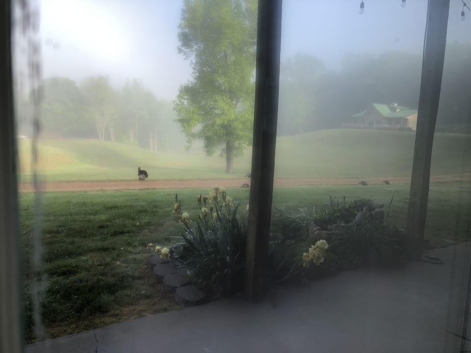 Wild turkeys take a stroll through the yard in early morning hours.