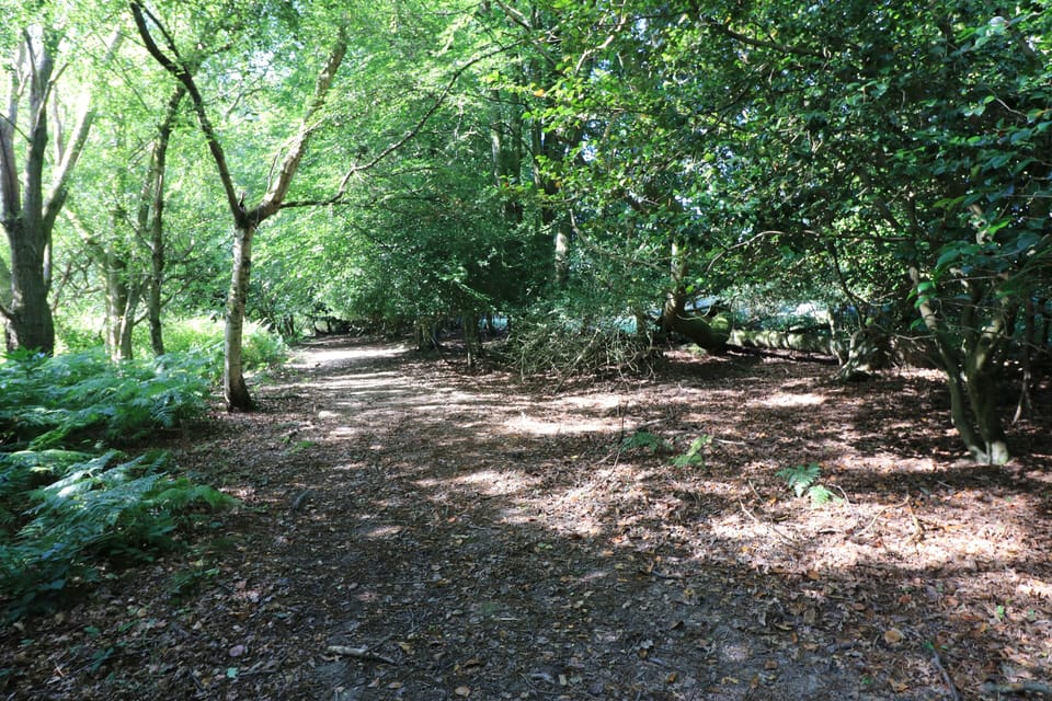 Private woodland for walks from cottage door