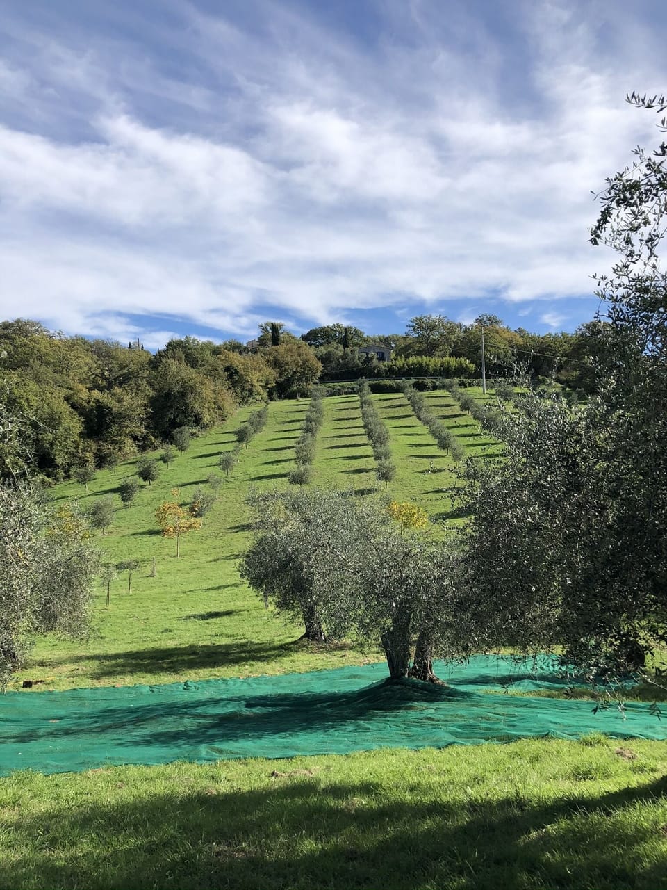 Winery