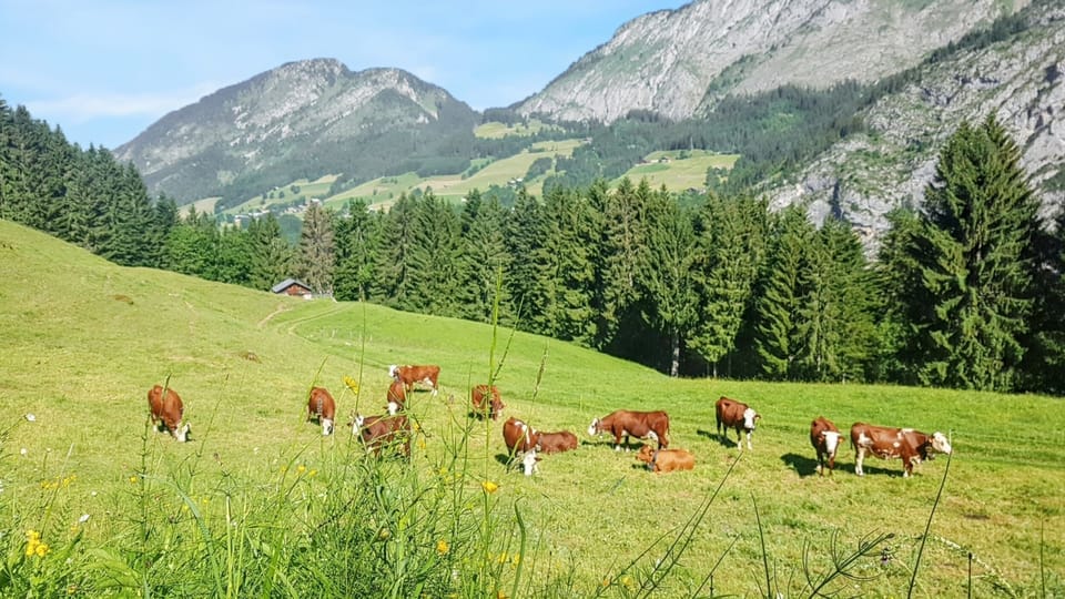 Mountain view