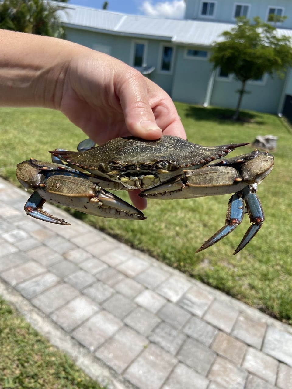 Guests catching blue crab off the dock!