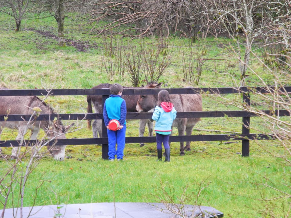 feeding the donkeys.