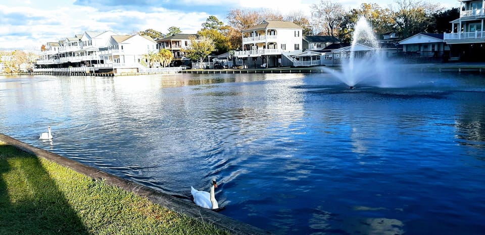 Swans and view of our house from across the lake (just left of fountain)