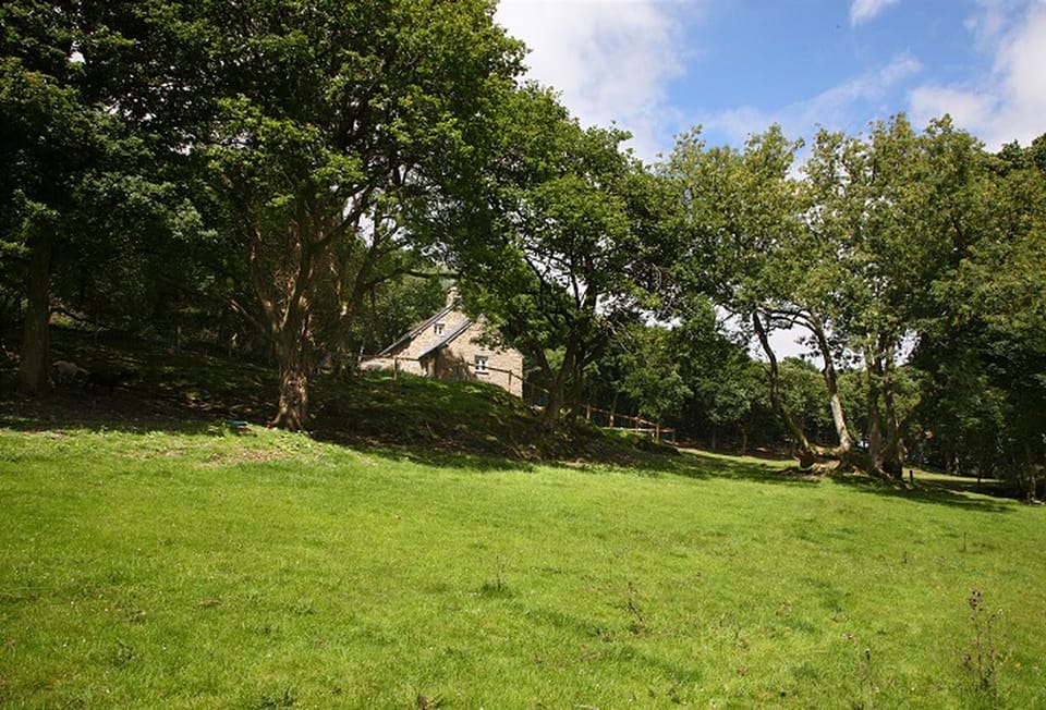 Tyddyn Derwen, nestled in woodland and overlooking a field