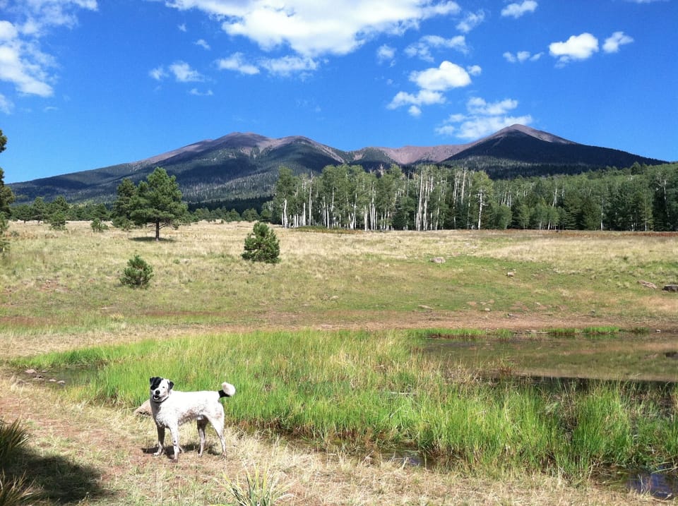 San Francisco Peaks
Flagstaff