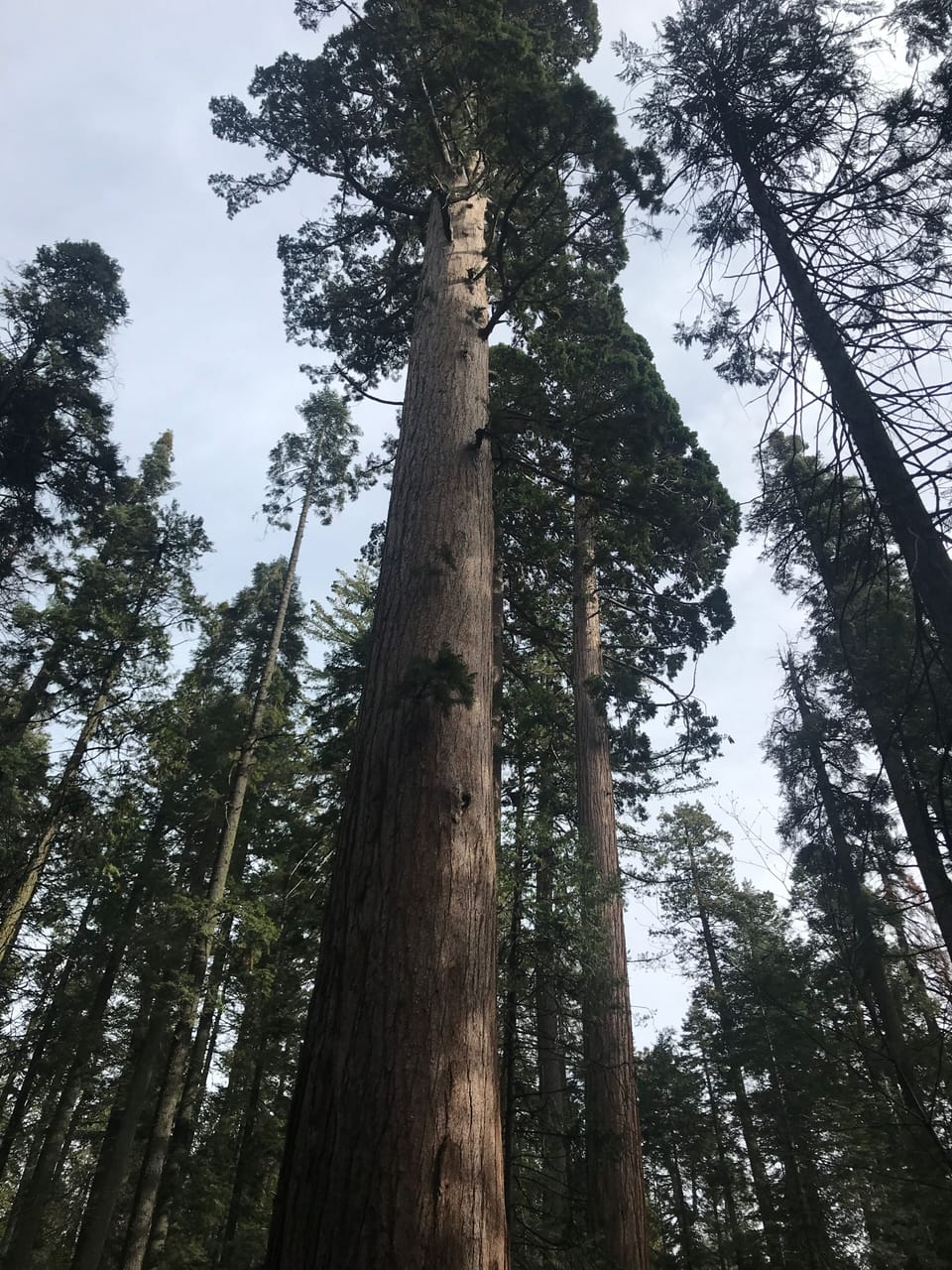 Big Trees