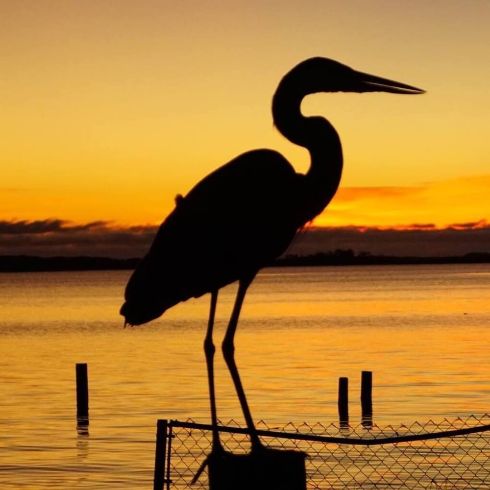 Beautiful Wildlife views, Blue Herons!