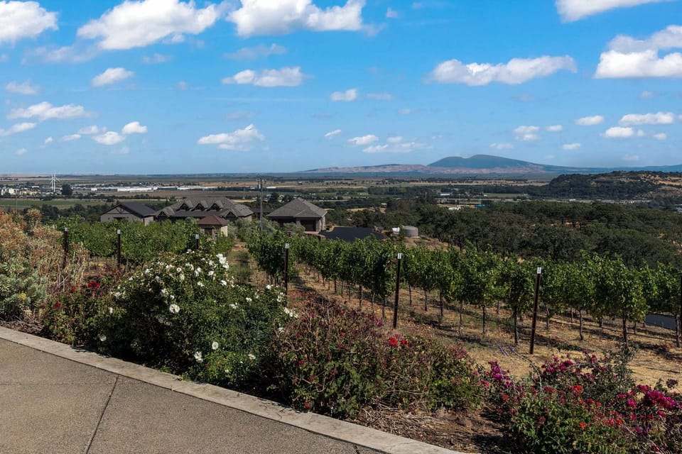 Vineyard view from the terrace
