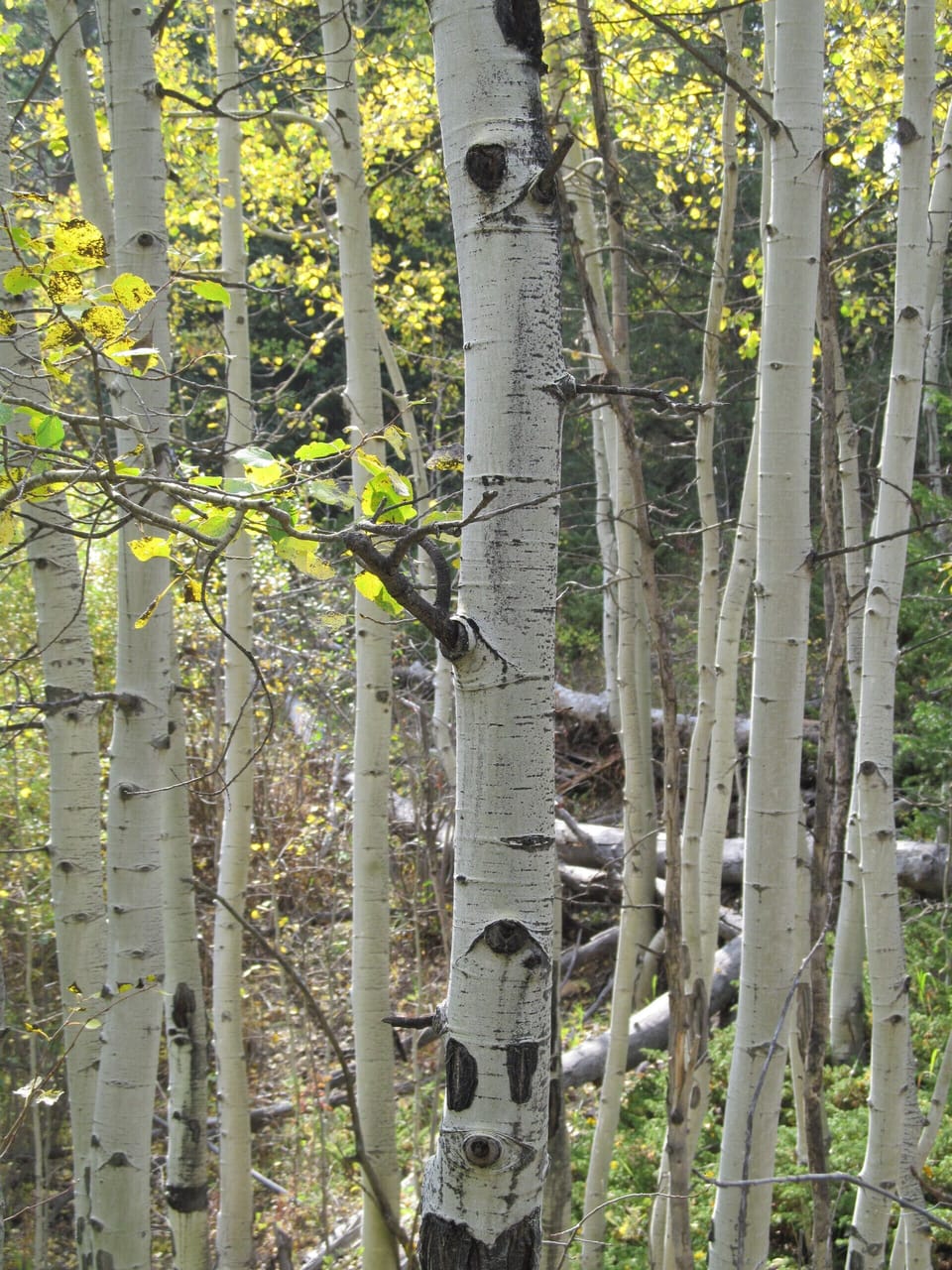 The Fall is maybe the most spectacular time to visit. Photo ops everywhere. 