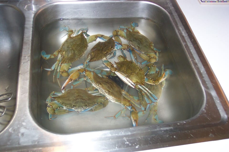 Watch out though, they pinch, and try to escape the sink