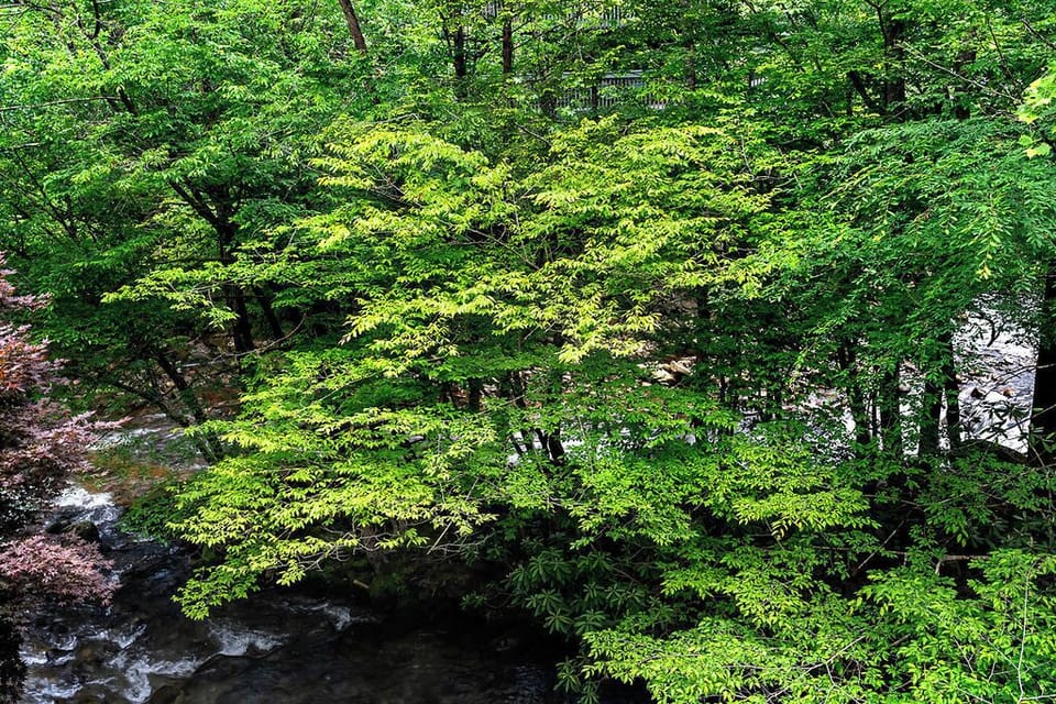 Nature at it's best - Spring in the Smokies.  Can it get any better!!