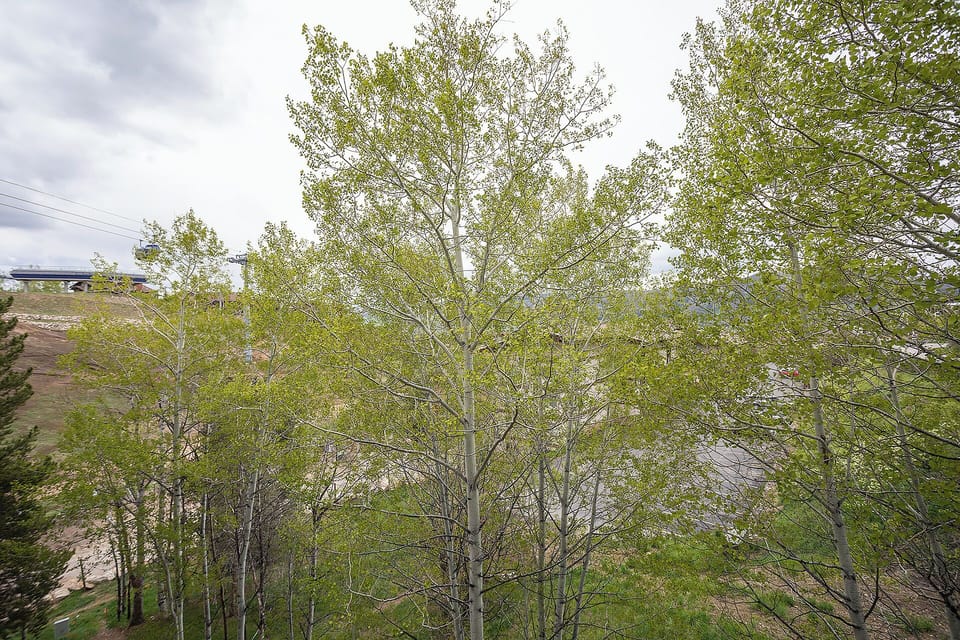 Fresh spring foliage creates a peaceful natural canopy surrounding the property, with lush green trees marking the seasonal awakening.